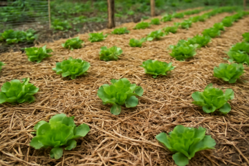 Potager protégé avec paillage et jeunes salades