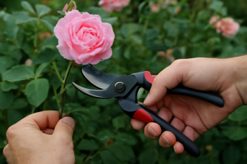 Main taillant un rosier avec sécateur