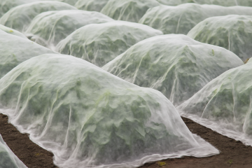 Plantes couvertes avec voile d’hivernage