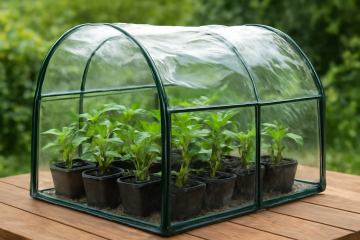 Petite serre de jardin avec plants en croissance